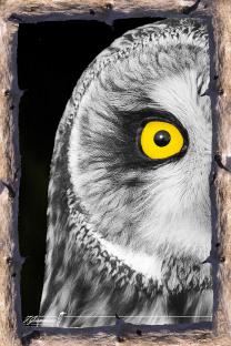 Cap vers Humainement Sauvage